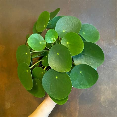 巴黎美人風水|巴黎美人粗肋草（Pilea peperomioides）